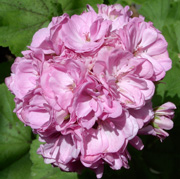 Pelargonen Sikeå